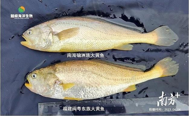 黄花鱼和黄鱼的区别有哪些？和黄花鱼有什么区别