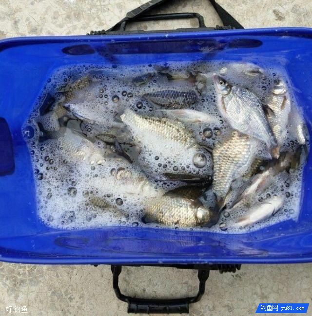 独居老人自制鲫鱼大米窝料配方