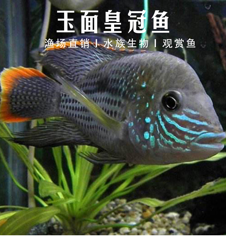 玉面皇冠鱼的个头不算大，却天生是个王者