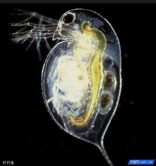 红虫有毒吗？如何区分水蚤、红虫和红蚯蚓？