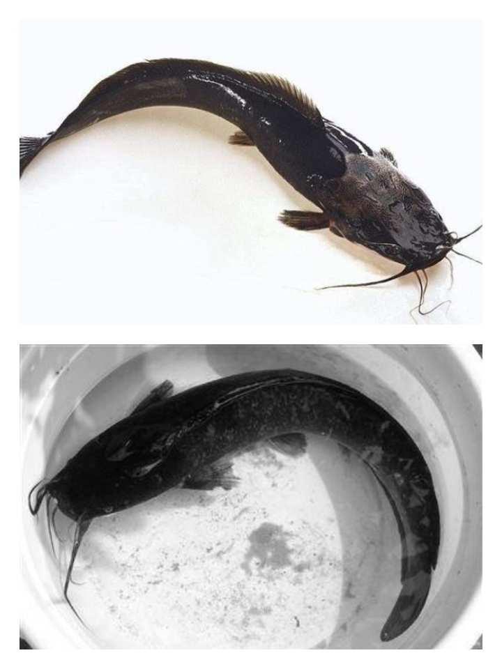鱼的记忆只有7秒？原来这个故事是真的