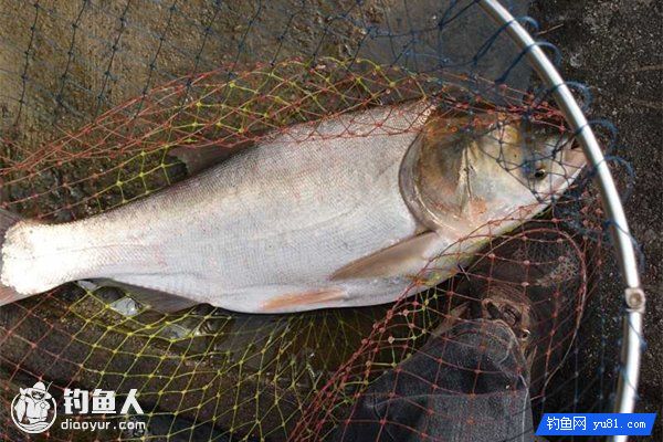 浅谈鲢鳙饵料的调配要点及自制配方分享