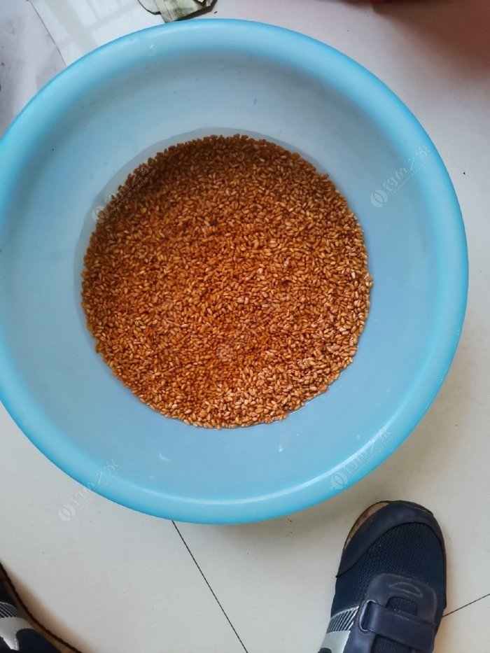 （钓鱼技巧）陈皮对鱼类有非常强的诱食性