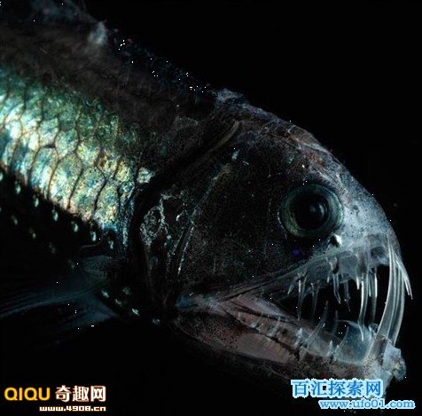 它是又一种长着骇人脸庞的深海暗杀者