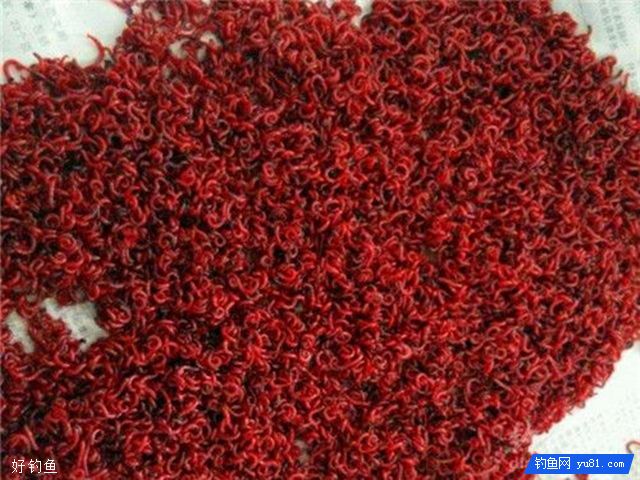 分开死红虫与活红虫的方法