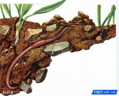 用不完的蚯蚓养殖的方法