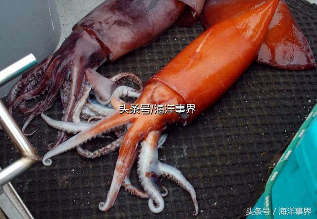 小猪鱿鱼的那些事儿，你知道几个？！