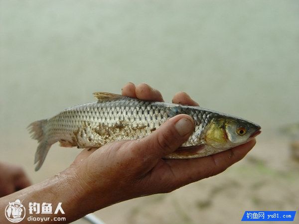 路亚飞蝇钓赤眼鳟心得技巧分享