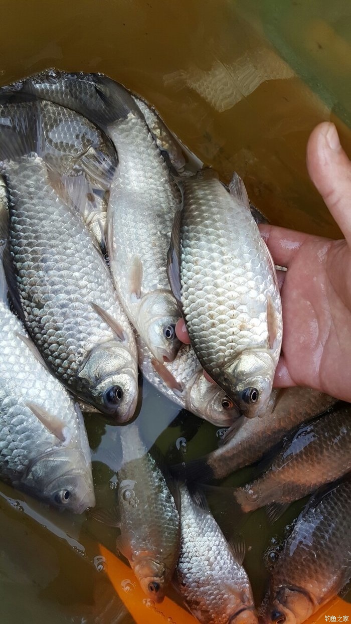 台钓鲫鱼遇起伏如何作钓？鲫鱼的一些技巧