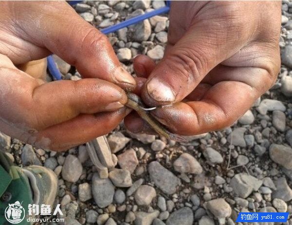海钓鱼饵巧钓对象鱼的使用搭配