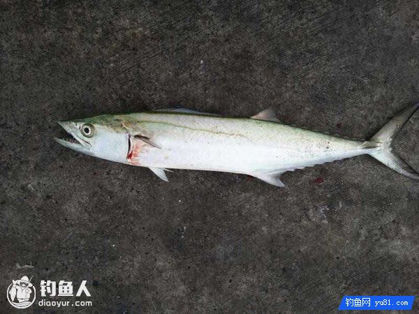 夏秋季节海钓鲅鱼的实践操作要领