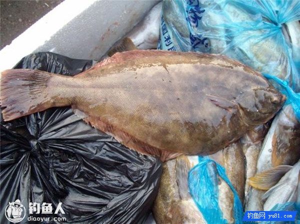 钝吻黄盖鲽的习性及海钓技法的选择