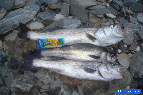 海钓之活饵船钓鲈鱼的技巧