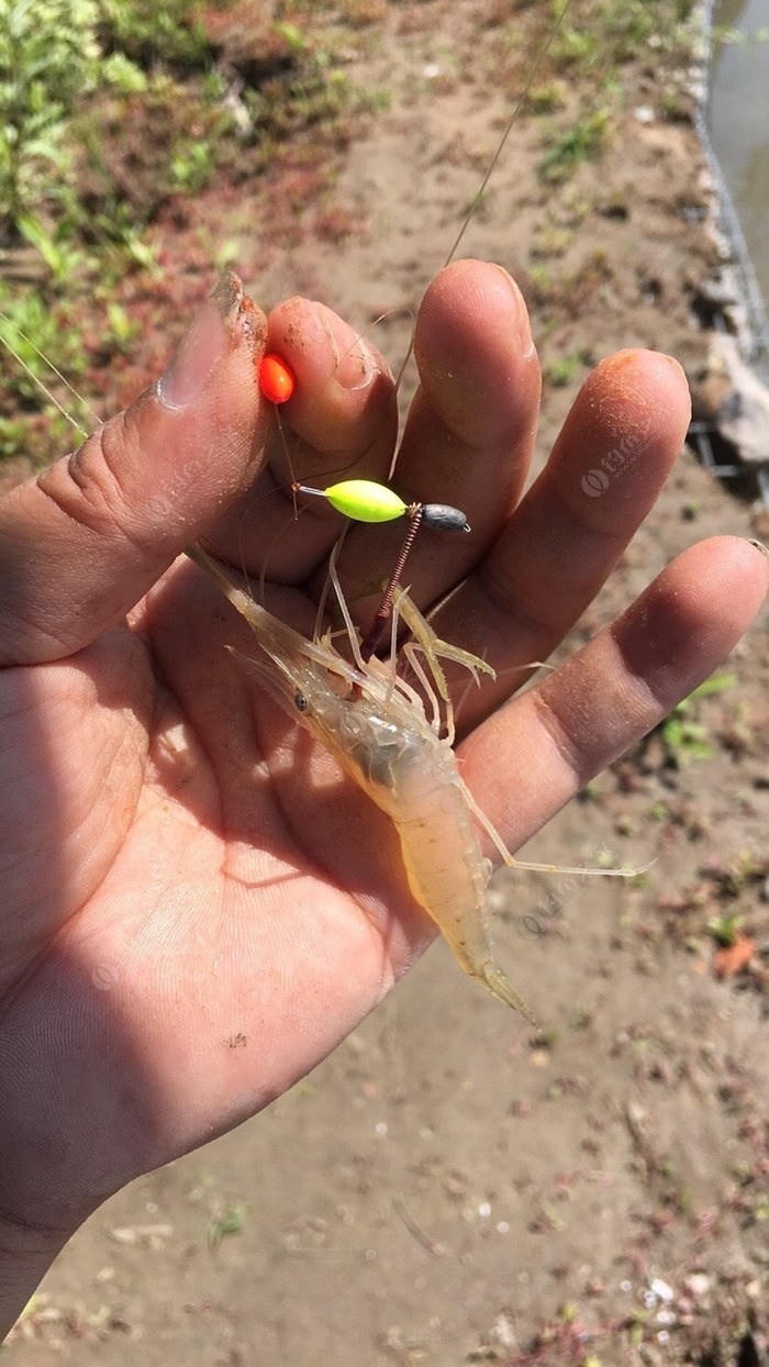 垂钓经验分享：上鱼的实战钓法经验