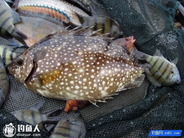 渔排海筏臭肚鱼的实用钓组介绍