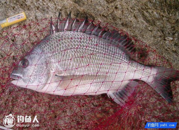 海钓白立鱼的饵料配置及选点施钓技巧