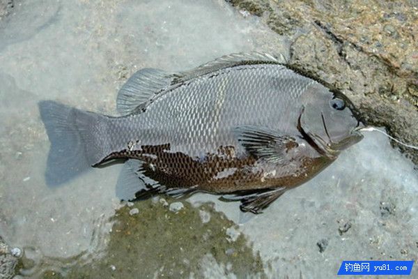 浅谈我在浙江海钓黑毛的体会