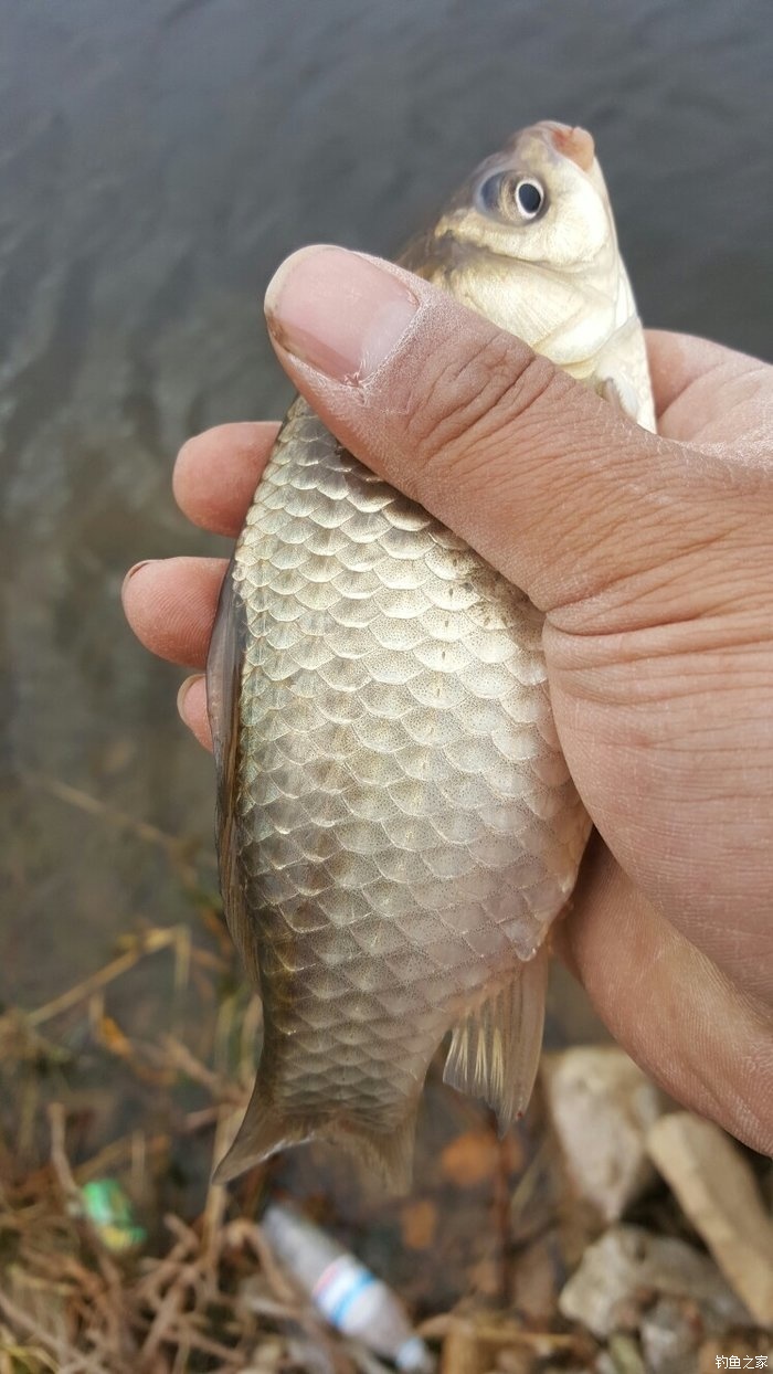 （钓鱼心得与体会吧！）某野河，跟钓友前一天约好去野钓，晚上就是睡不着！