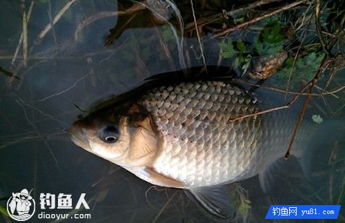 钓鱼高手的野钓鲫鱼经验总结