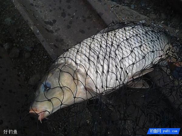 野钓鲤鱼的钓位选择与钓点选择技巧