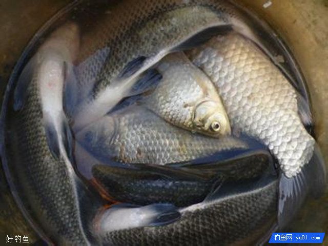 自制江河野钓鳊鱼的绝杀蝇蛆饵料配方