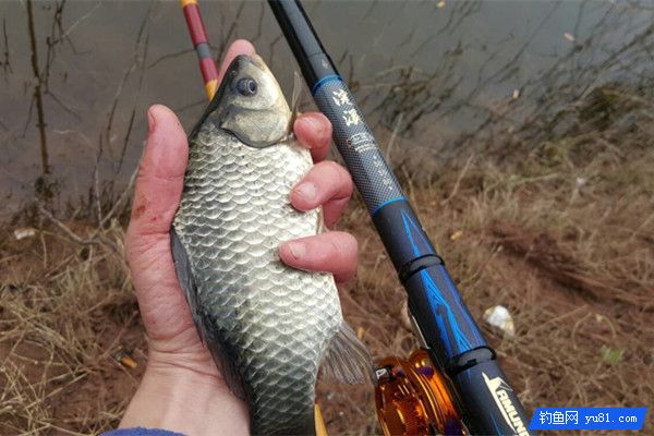 浅谈冬季鱼的活性及野钓鲫鱼技巧