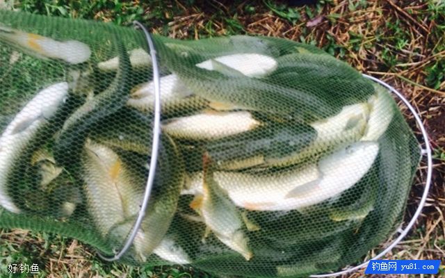 4招！教你夏末秋初野钓大草鱼