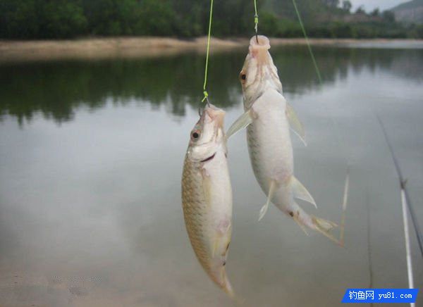 浅谈野外钓鲫鱼的线组搭配