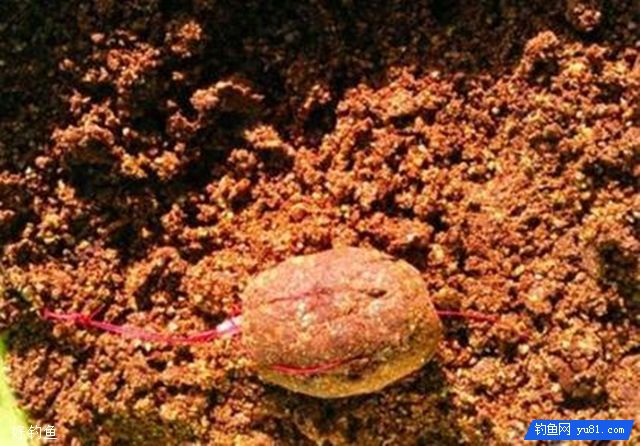 钓青草鲤鱼大物必备的自制爆炸饵