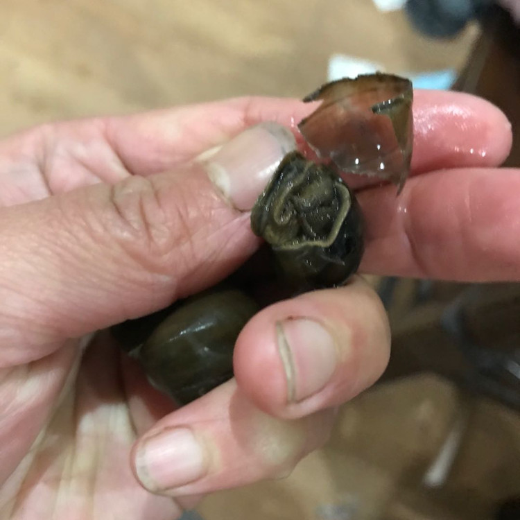 青鱼是怎么吃螺蛳的？是怎样的呢？