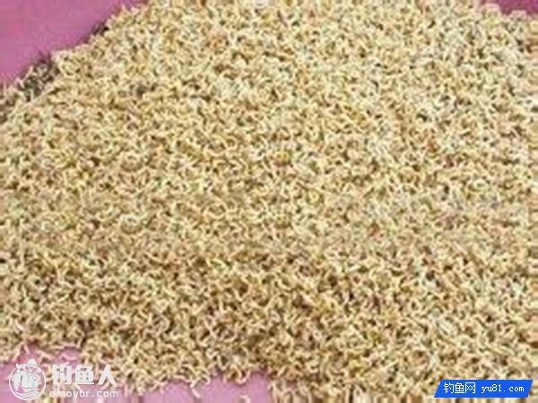 如何用蝇蛆做饵钓鱼