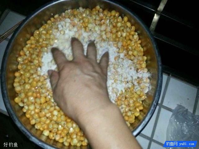 我用玉米粒做钓鱼饵料，一天钓了50斤草鱼和鲤鱼