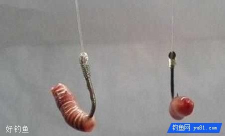 分析钓鱼用蚯蚓饵挂钩露不露钩尖