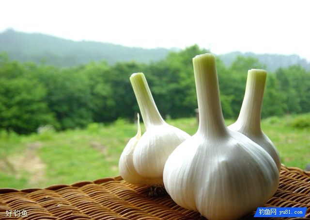 用大蒜钓鱼的5个技巧