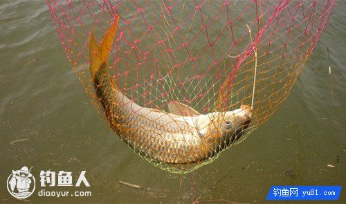 手、海竿钓鲤鱼的自制饵料配方