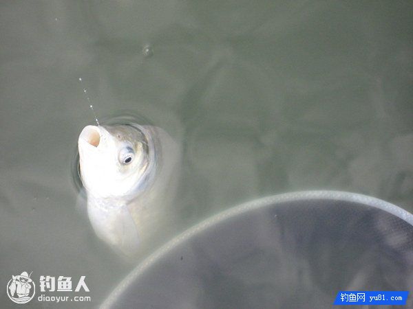 钓鱼小药的应用与鱼饵味型的搭配技巧