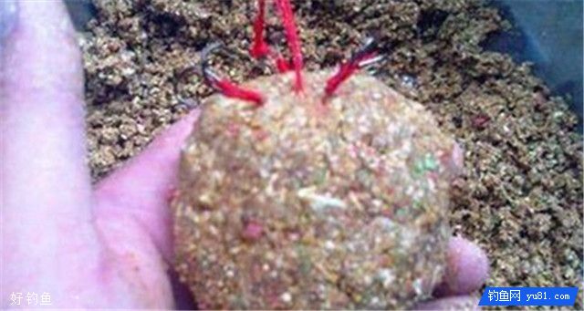 秋钓鲤鱼使用的几种饵料搭配方法