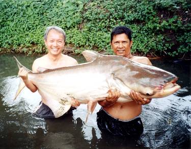 湄公河鲶鱼 17个国家科学家将研究世界最大淡水鱼种类