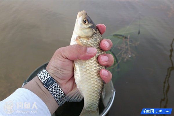 自制夏钓鲫鱼饵料配方及用法技巧